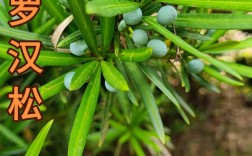 哪些罗汉松品种能结果实？