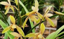 长的高兰花是哪个品种？