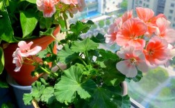 天竺葵哪个品种最好养活？