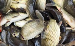 鲫鱼批发价现在多少？