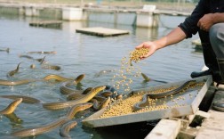 土池黄鳝养殖技术视频有哪些要点？