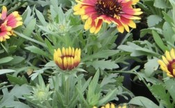 菊花品种为何是长日照植物？