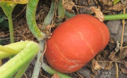 板栗南瓜种植技术有哪些要点？