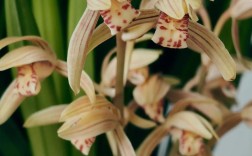 台湾产建兰有哪些品种？