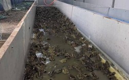 2025蟾蜍养殖价格