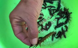 爬沙虫的养殖技术视频