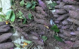 紫玉山药种植技术视频有哪些关键要点？