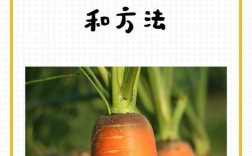 红萝卜何时种？关键技术有哪些？