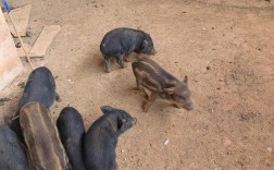 野猪养殖技术视频有哪些要点？