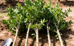 软籽石榴怎么种？视频教你关键技术！