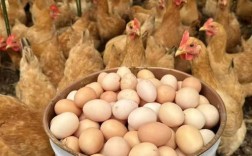 散养鸡哪个品种产蛋量更高？