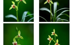 四季兰花什么品种好？