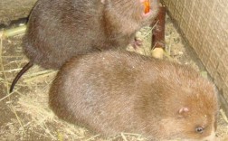 竹鼠什么品种最适合养殖？