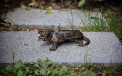 鹰嘴龟2025年价格会涨还是跌？