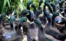 广西鸭子品种有哪些？