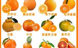 桔子品种繁多，哪些最常见？