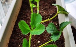 草莓盆栽种植视频，关键步骤有哪些？