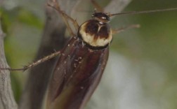 美洲大蠊蟑螂养殖技术难点在哪？