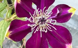 哪些铁线莲品种开花量最多？