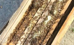 蜜型蜂王有哪些品种？