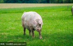 猪如何吃草？养殖技术要点有哪些？