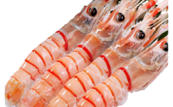 中国水产出口新西兰，主打哪些品种？