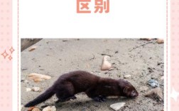 水貂配种前需掌握哪些关键技术？