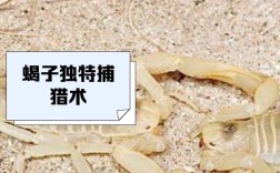 如何选优良蝎子品种养好蝎子？