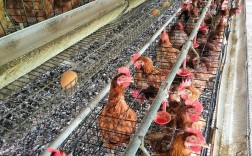 低成本高效保健养鸡技术，如何实现低成本又高效？