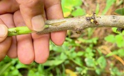 桃树夏季高位嫁接怎么操作？