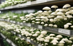 羊肚蘑养殖技术，羊肚蘑养殖方法