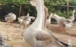 长最大的鹅是哪个品种？