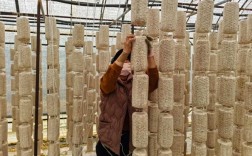 吊袋木耳种植技术视频怎么学？