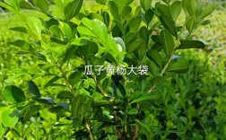 云南黄杨是哪种品种？