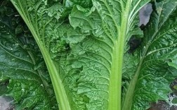 青麻叶大白菜有哪些常见品种？