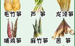竹笋的品种及图片大全