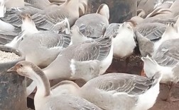 皖杂鹅品种具体有哪些？