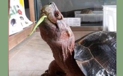 2025年亚洲巨龟价格会涨还是跌？