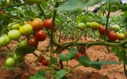 番茄种植技术视频怎么播放？