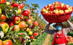 苹果高产栽培技术视频