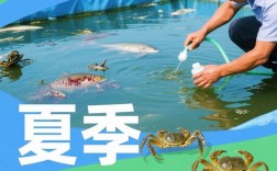 螃蟹养殖技术有哪些关键要点？
