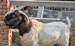 2025养羊技术有哪些新突破？