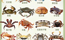 养殖螃蟹品种图片大全