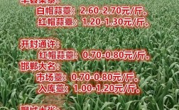 今日蒜台价格最新行情如何？