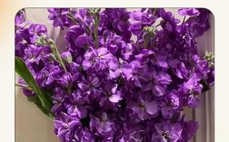 春紫罗兰品种及照片