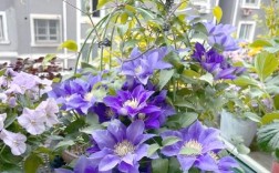 铁线莲哪些品种最好养？