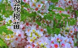 慈文花有哪些常见品种？