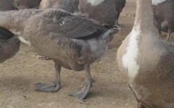 山东适合养什么品种的鹅？