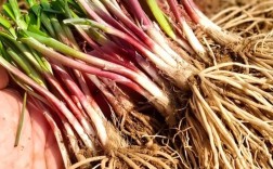 红韭菜种植技术视频，新手能学会吗？