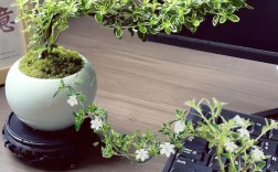 六月雪哪个品种最好养又好看？